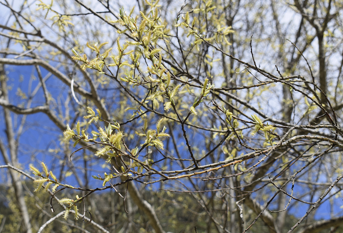 Image of Salix eleagnos specimen.