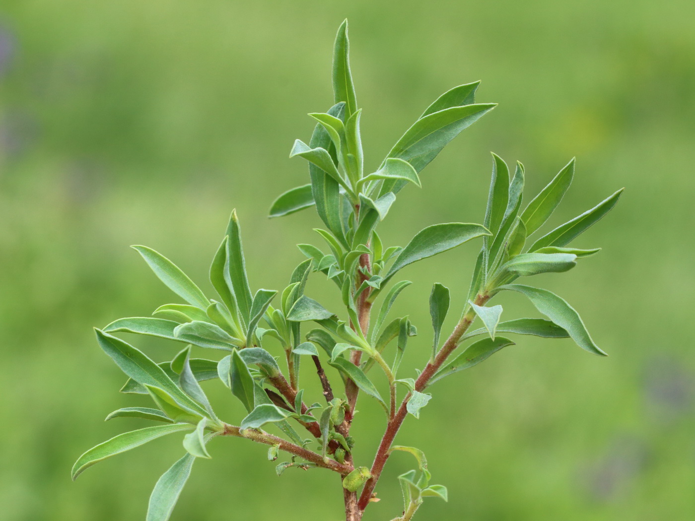 Image of Linum czernjajevii specimen.