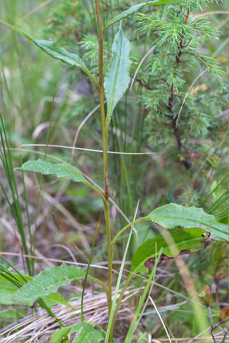 Image of Saussurea alpina specimen.