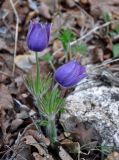 Pulsatilla patens. Цветущие растения. Самарская обл., Ставропольский р-н, окр. с. Жигули, залив Жигулёвская Труба, опушка широколиственного леса. 02.05.2021.