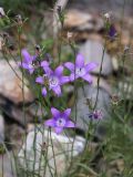 Campanula alberti. Верхушки побегов с цветками. Узбекистан, Ташкентская обл., Пскемский хребет, урочище Аксарсай, около 2100 м н.у.м., на скале. 17.06.2021.