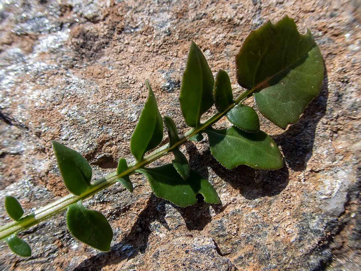 Image of Centaurea raphanina ssp. mixta specimen.