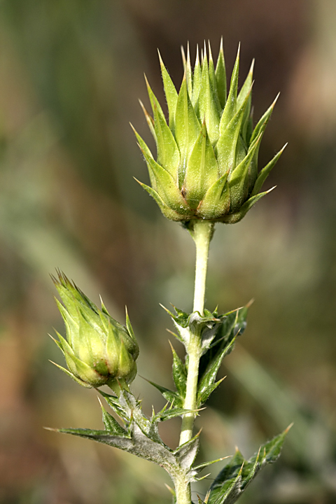 Image of Cousinia minkwitziae specimen.