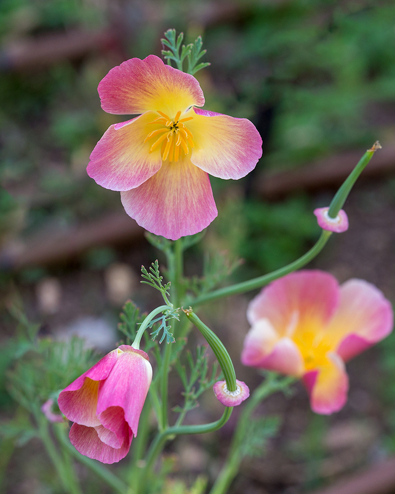 Изображение особи Eschscholzia californica.