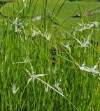 Rhynchospora latifolia