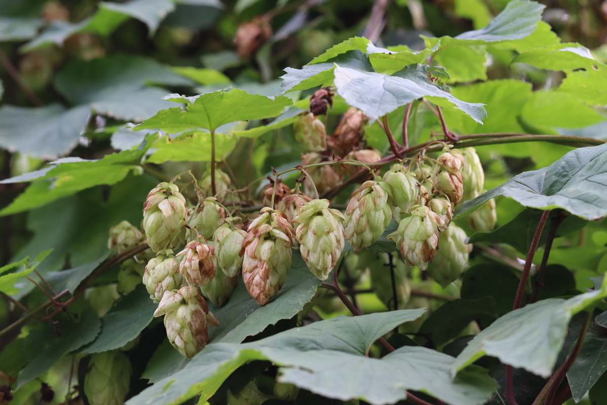 Изображение особи Humulus lupulus.