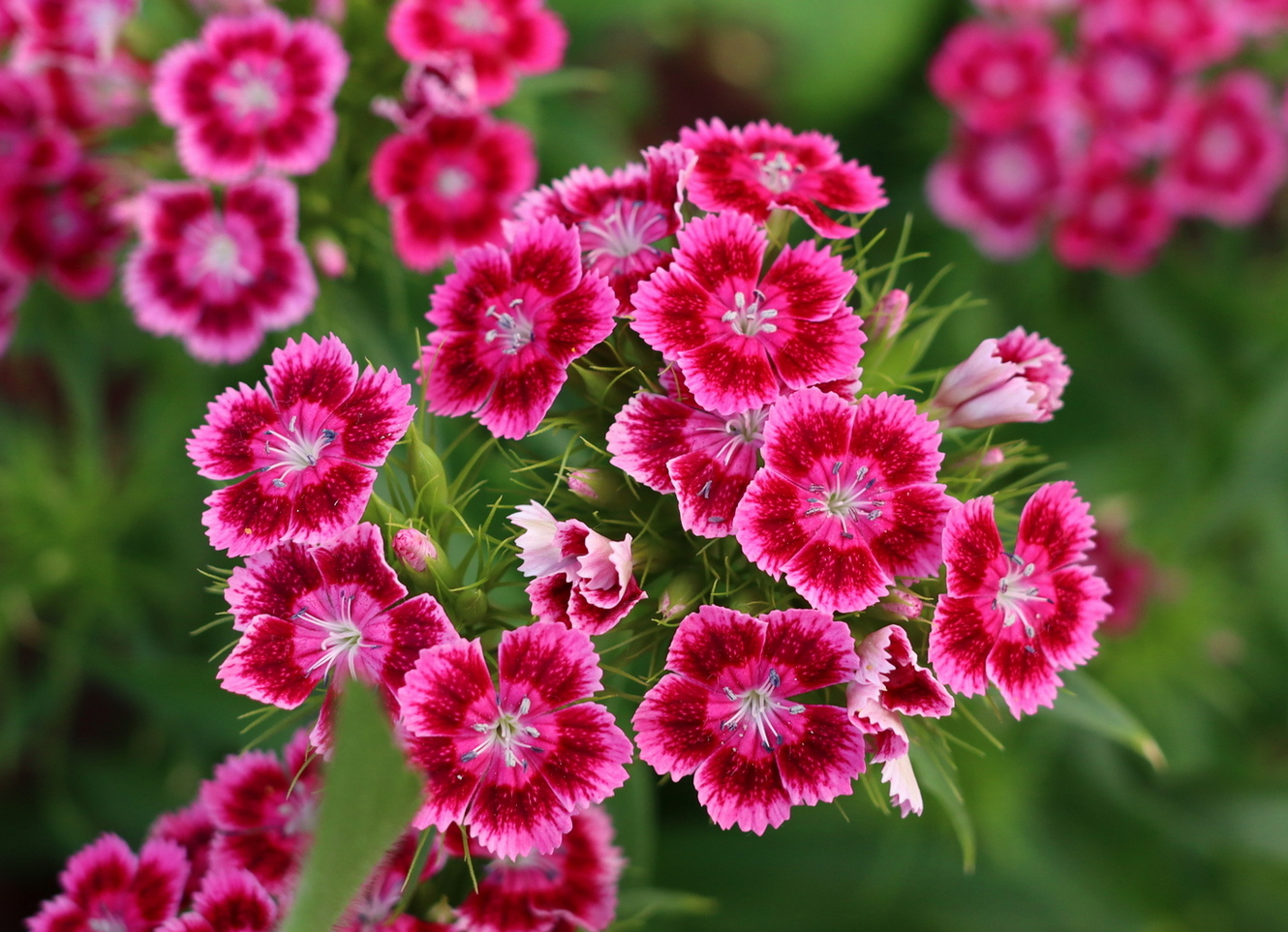 Изображение особи Dianthus barbatus.