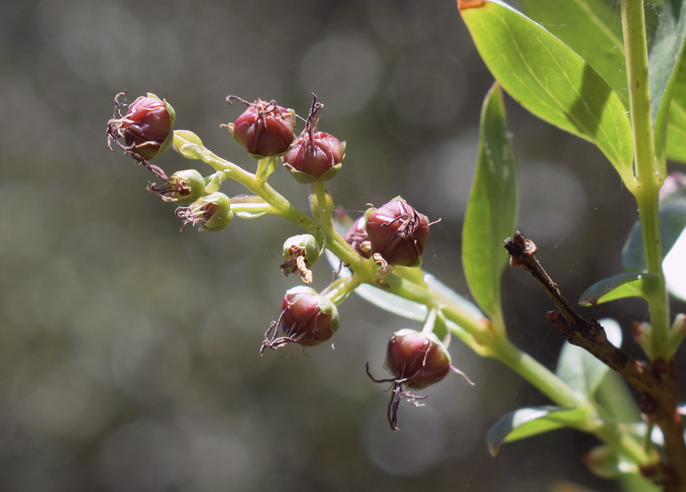 Image of Coriaria myrtifolia specimen.