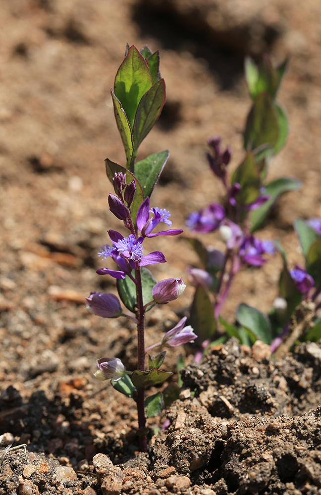 Image of Polygala japonica specimen.