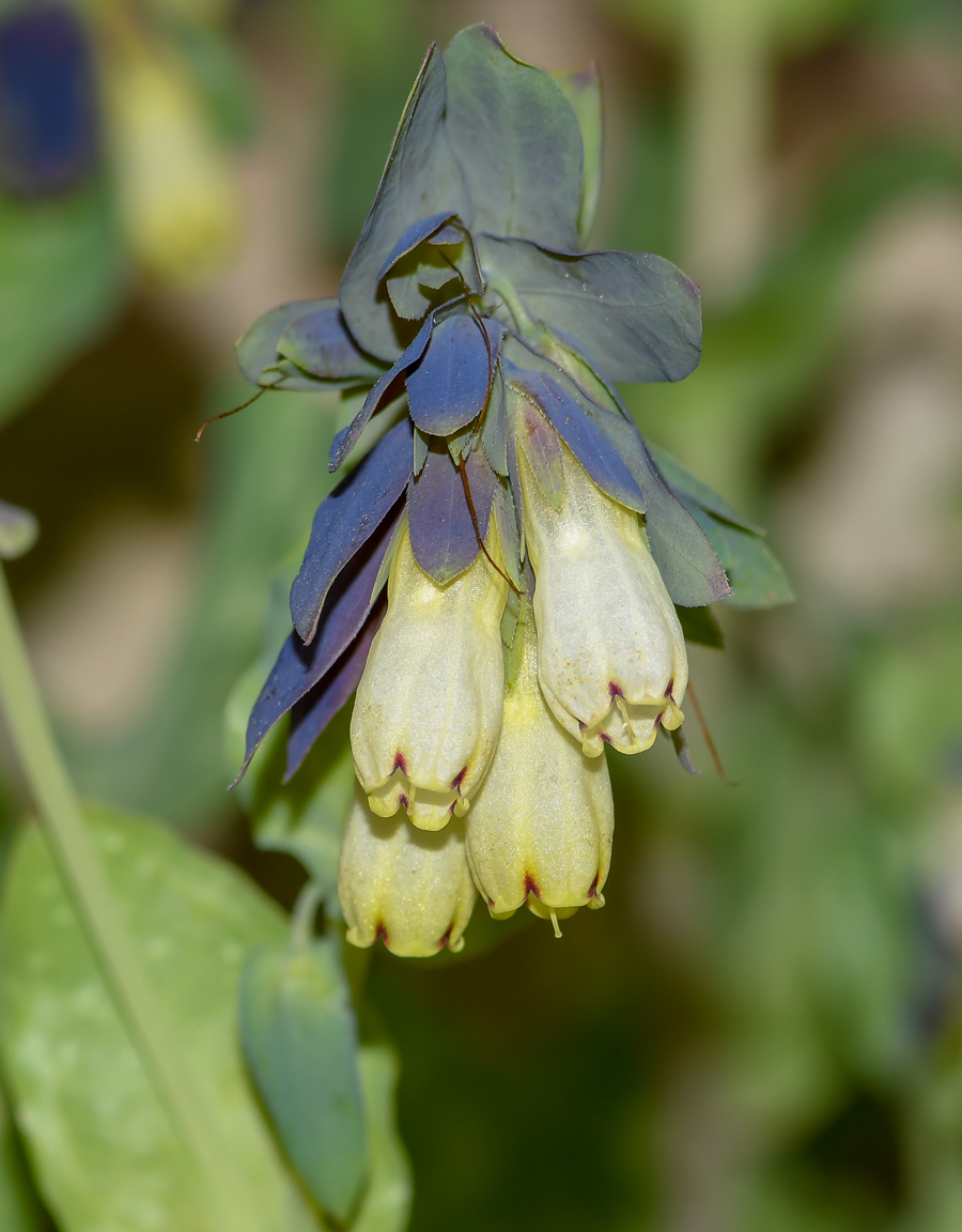 Изображение особи Cerinthe palaestina.