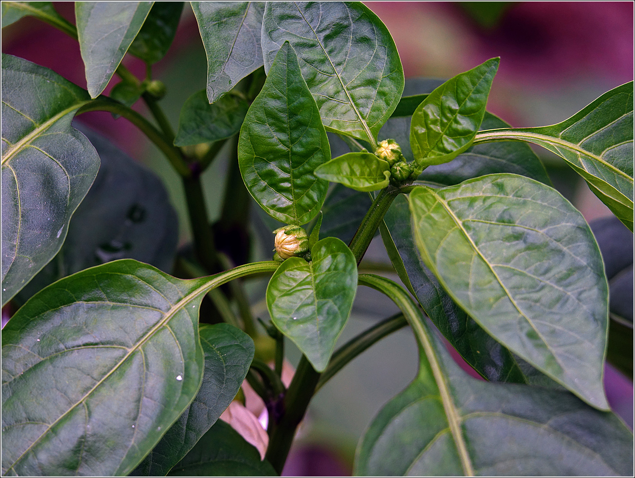 Изображение особи Capsicum annuum.