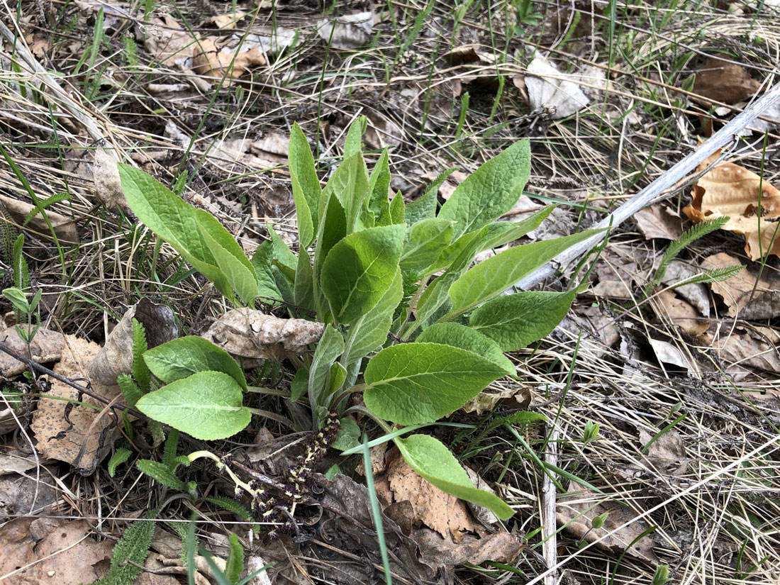 Изображение особи Symphytum caucasicum.