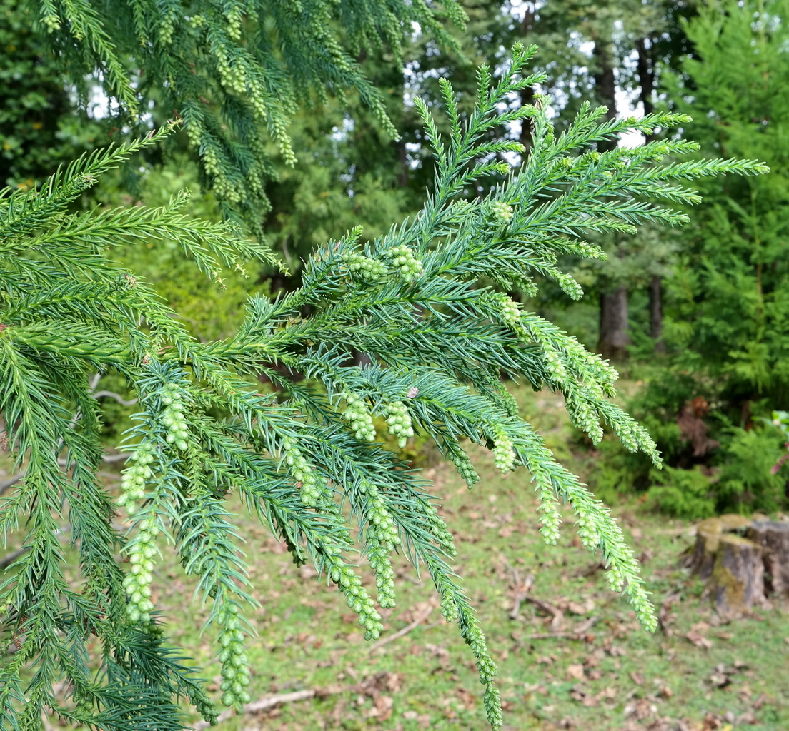 Image of Cryptomeria japonica specimen.