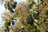 Tectona grandis. Ветви с плодами и листьями. Индия, штат Уттаракханд, округ, Найнитал, Jim Corbett National Park. 02.12.2002.