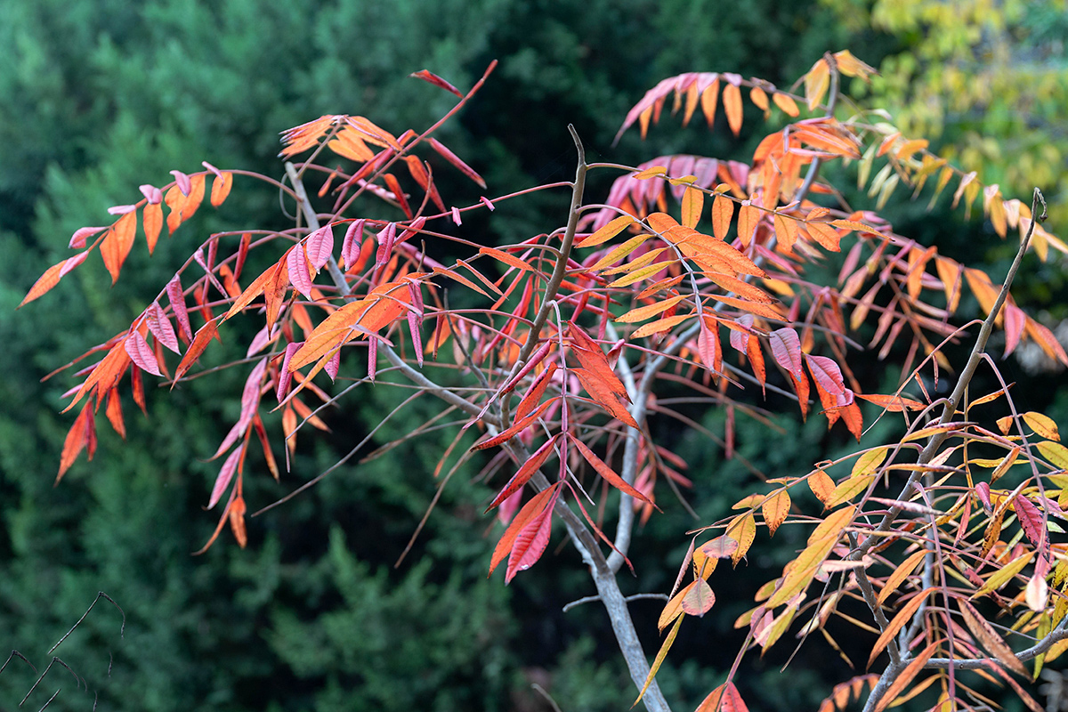 Изображение особи Rhus copallinum.