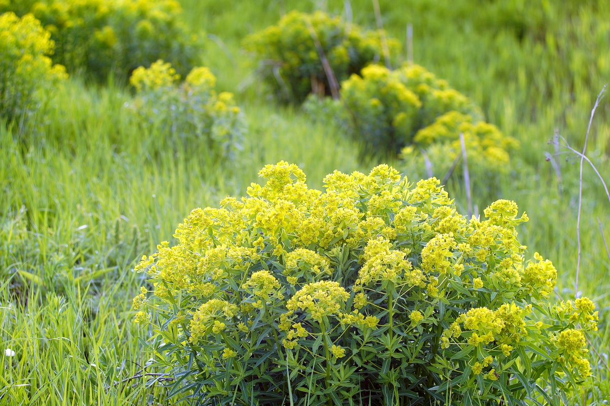 Изображение особи Euphorbia stepposa.