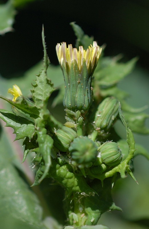 Изображение особи Sonchus oleraceus.