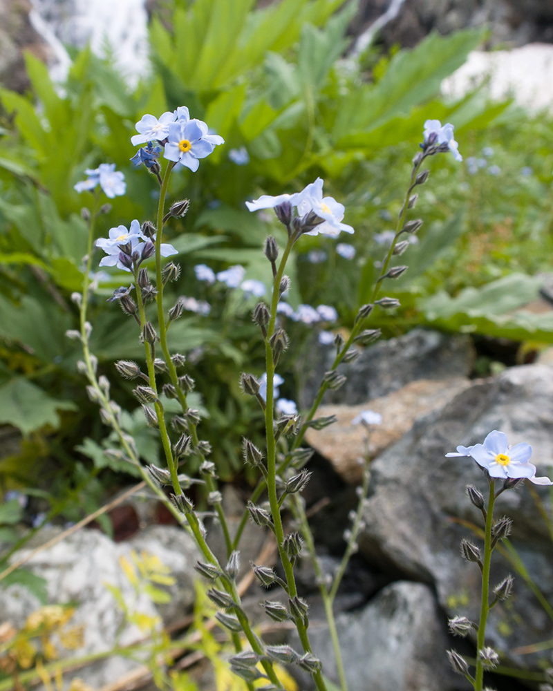 Image of Myosotis alpestris specimen.