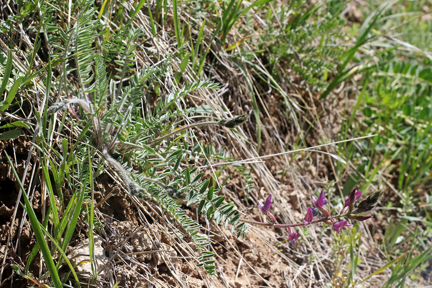 Изображение особи Oxytropis lithophila.