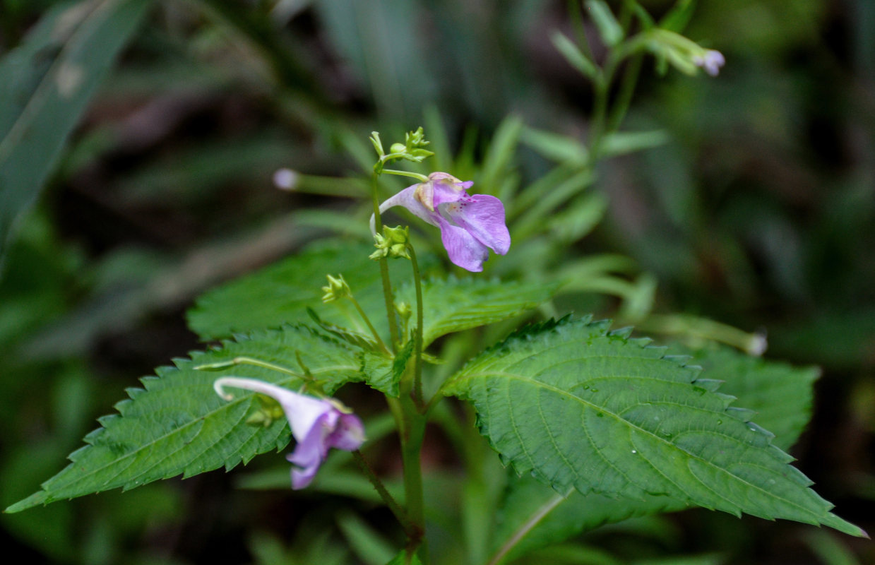 Image of Impatiens furcillata specimen.