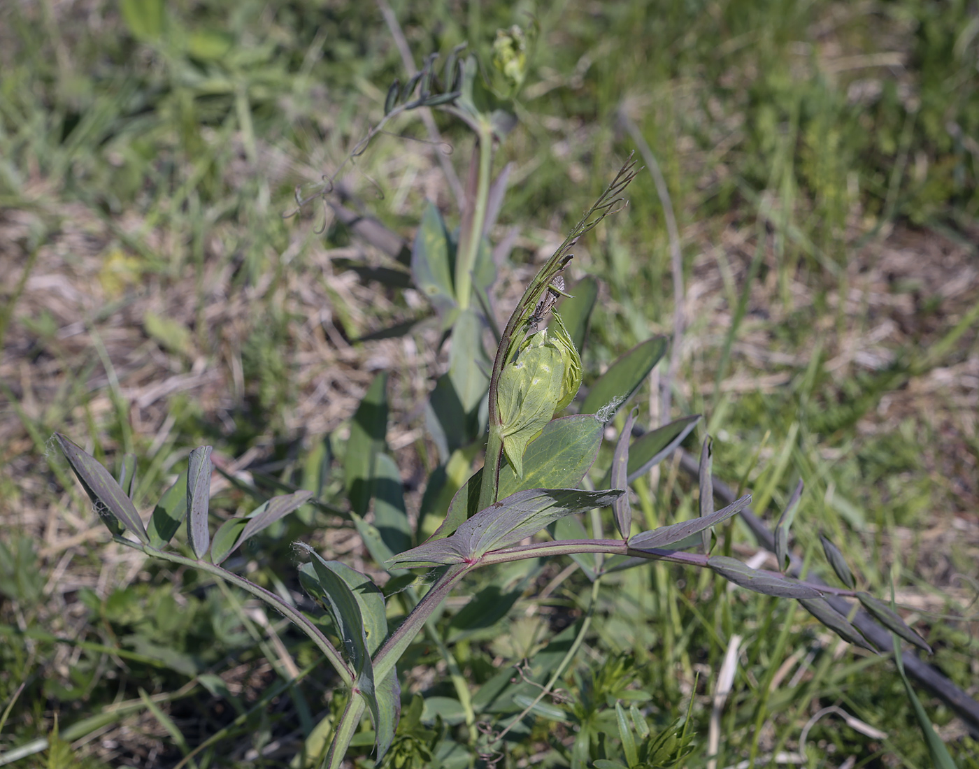 Image of Lathyrus pisiformis specimen.