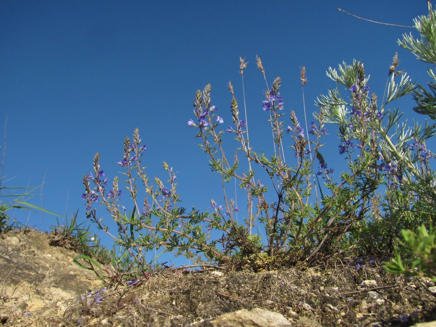 Image of Veronica capsellicarpa specimen.