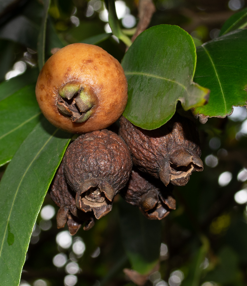 Image of Syzygium jambos specimen.