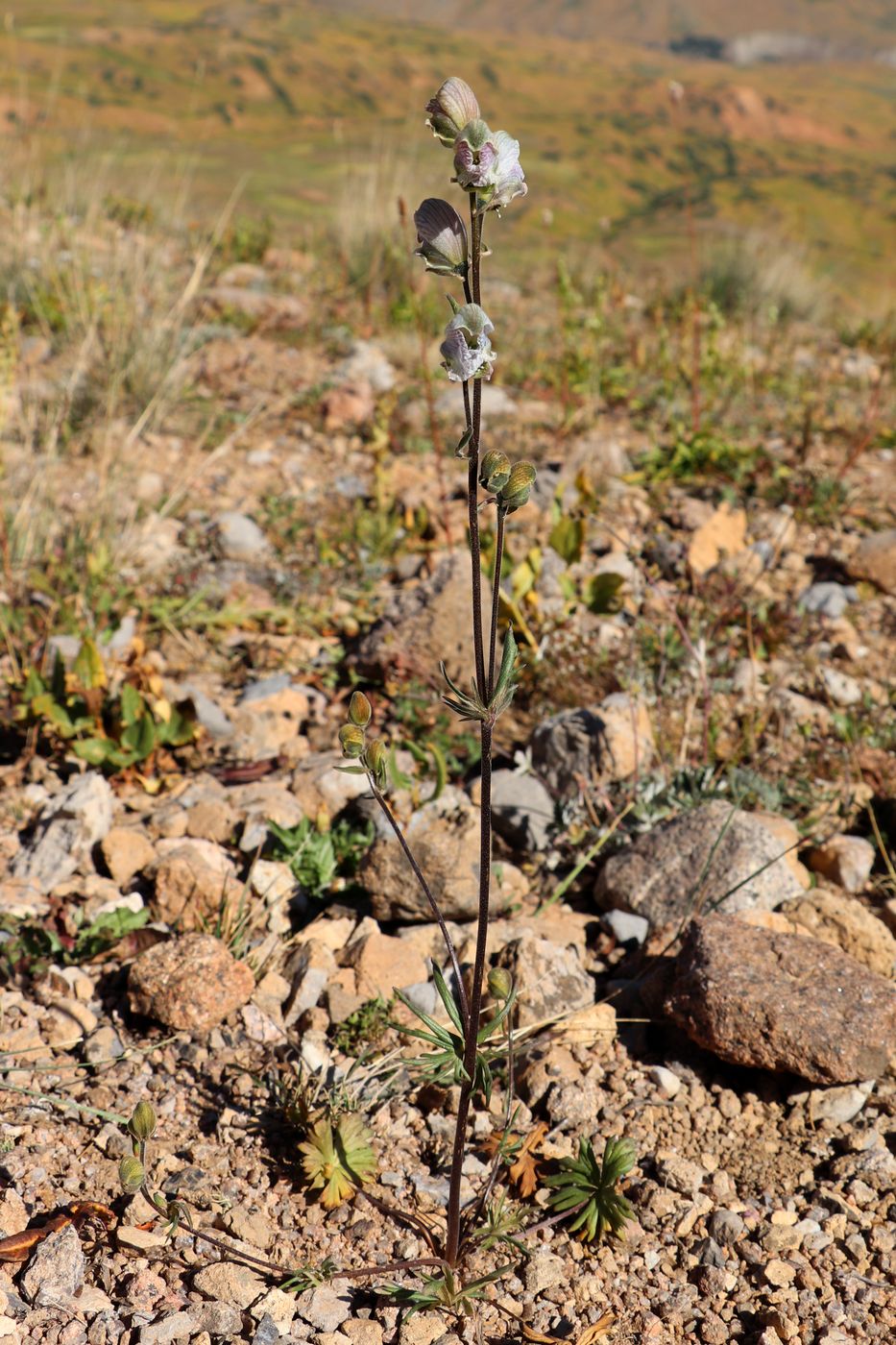 Изображение особи Aconitum rotundifolium.