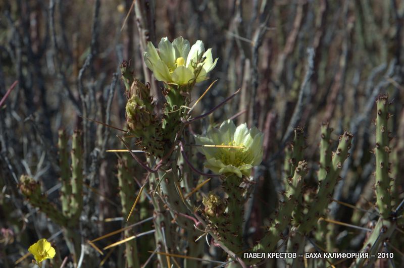 Изображение особи Cylindropuntia tesajo.