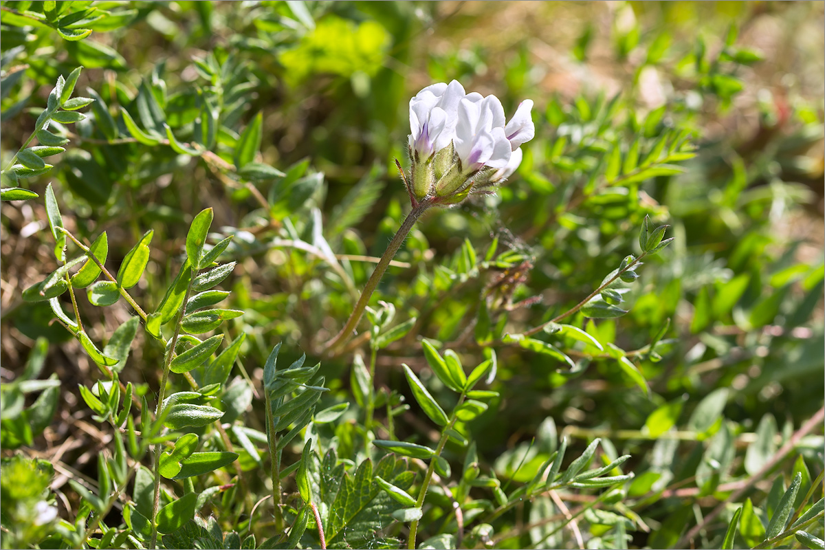 Изображение особи Oxytropis sordida.