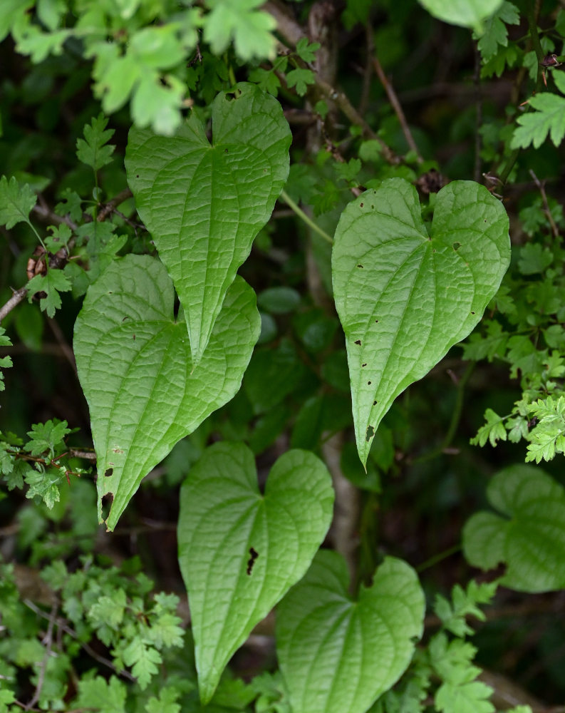 Image of Tamus communis specimen.