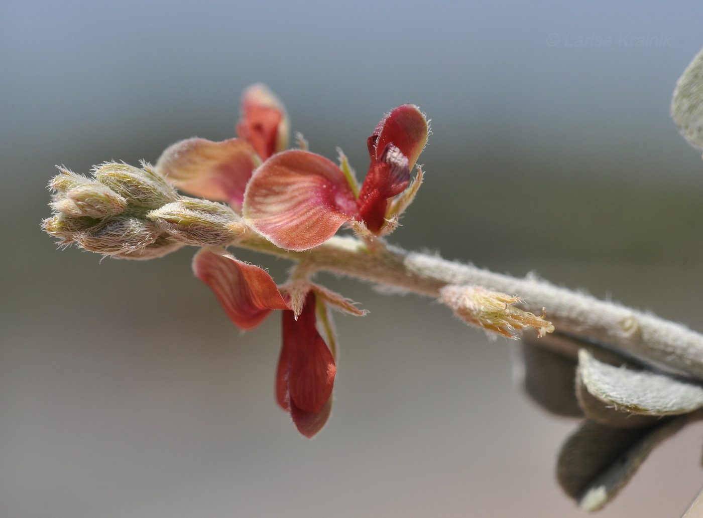 Изображение особи Indigofera heterotricha.