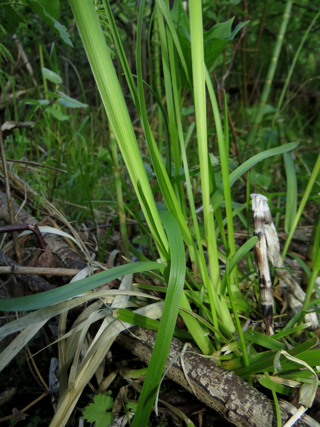 Image of Poa remota specimen.