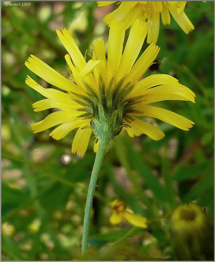 Image of Hieracium umbellatum specimen.