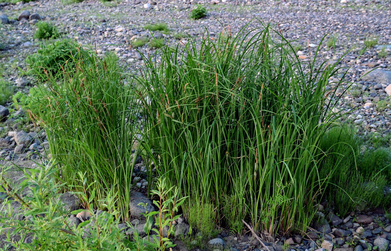 Изображение особи Carex acuta.