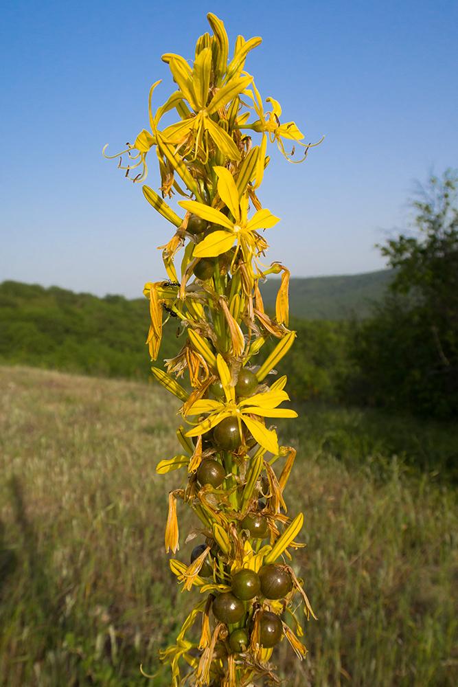 Image of Asphodeline lutea specimen.