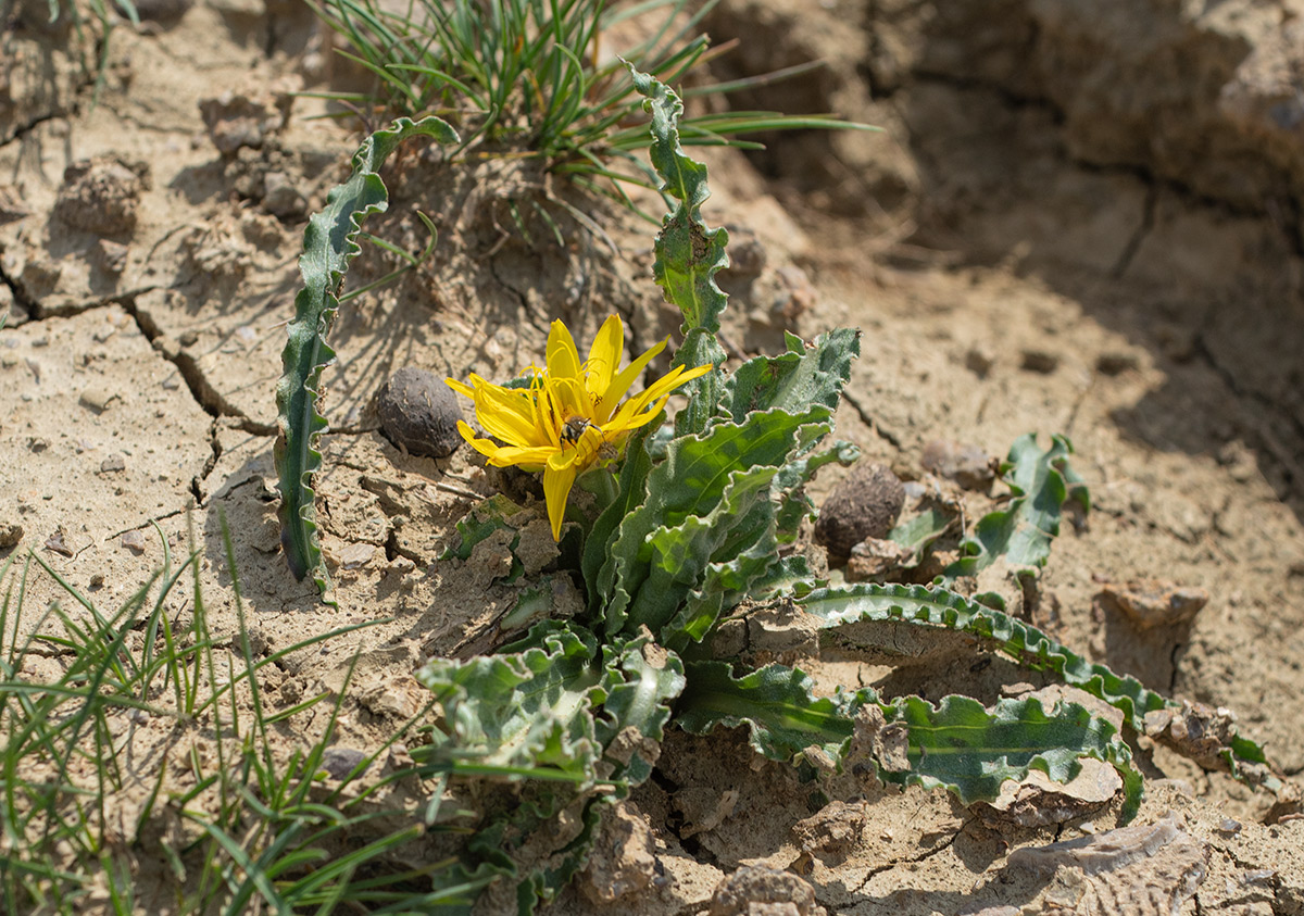 Image of Scorzonera circumflexa specimen.