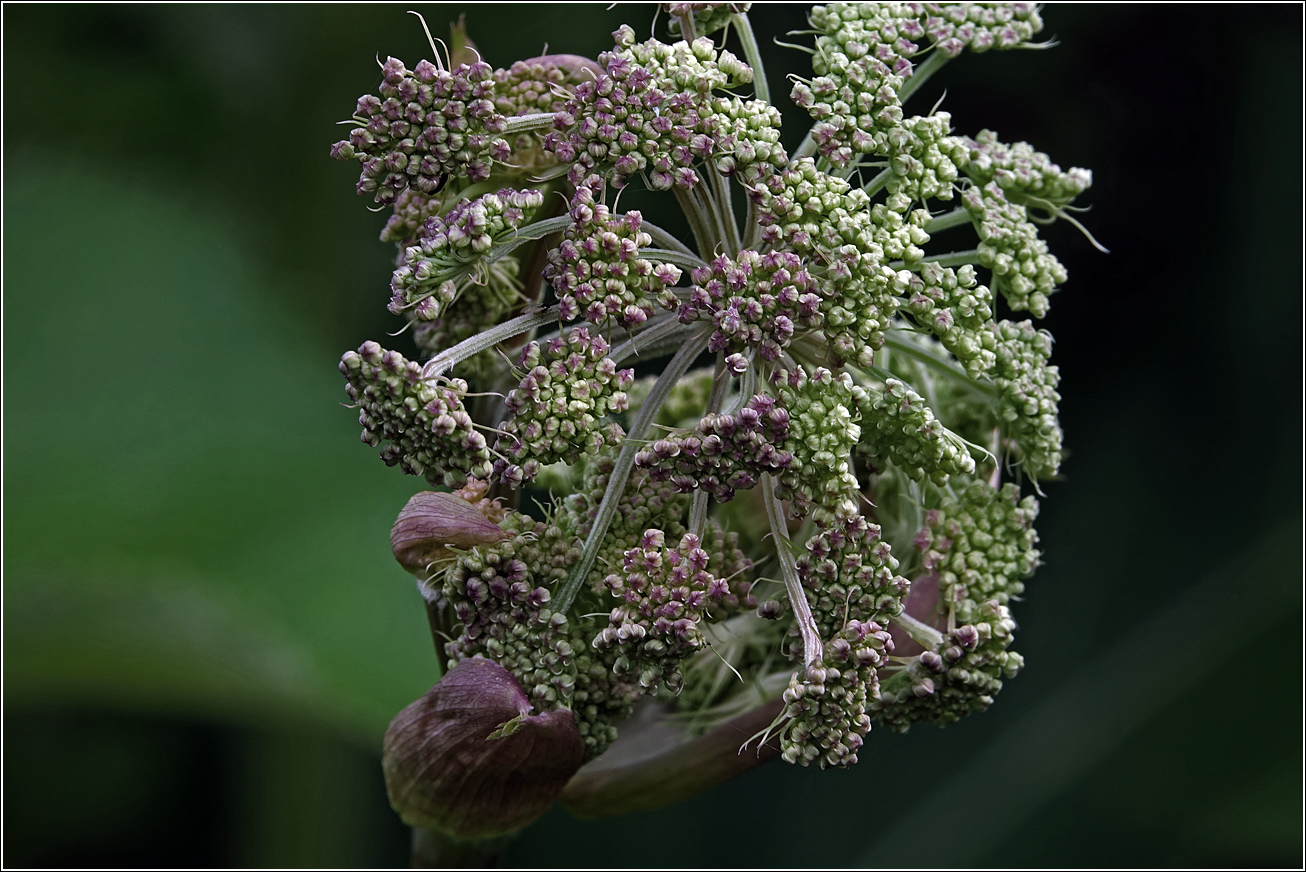 Изображение особи Angelica sylvestris.