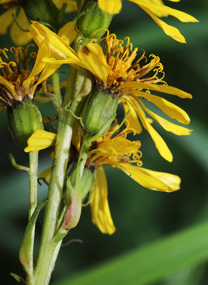 Изображение особи Ligularia splendens.