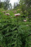 Eupatorium cannabinum