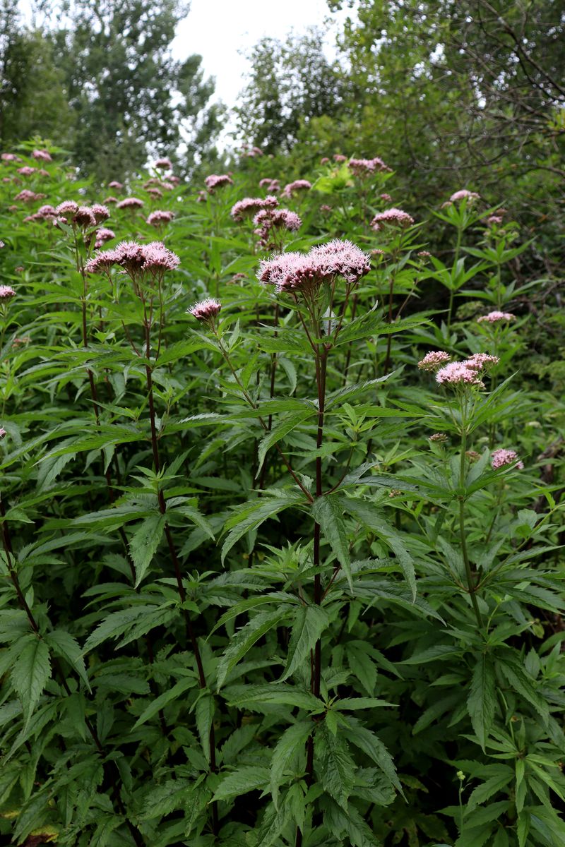 Image of Eupatorium cannabinum specimen.