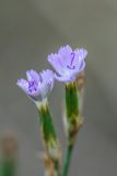 Dianthus pallens. Цветки. Ростовская обл., Аксайский р-н, окр. хут. Александровка, степной склон. 24.07.2024.