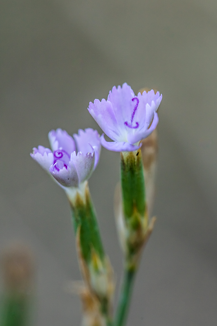 Изображение особи Dianthus pallens.