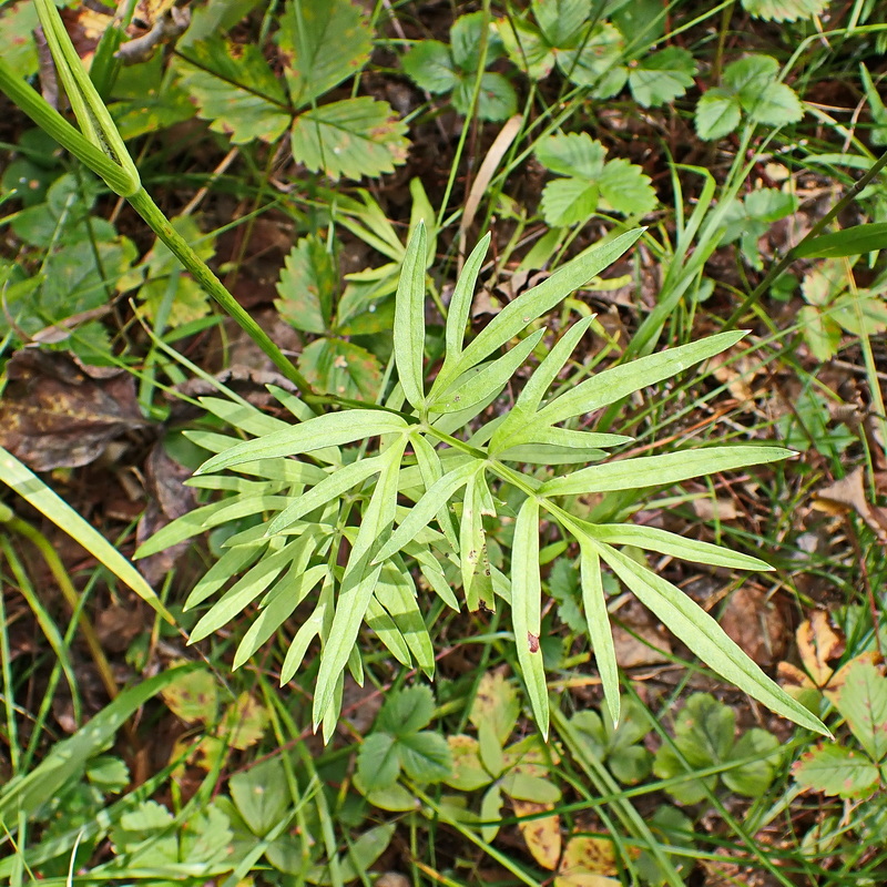 Image of Ostericum maximowiczii specimen.