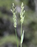 Polypogon viridis