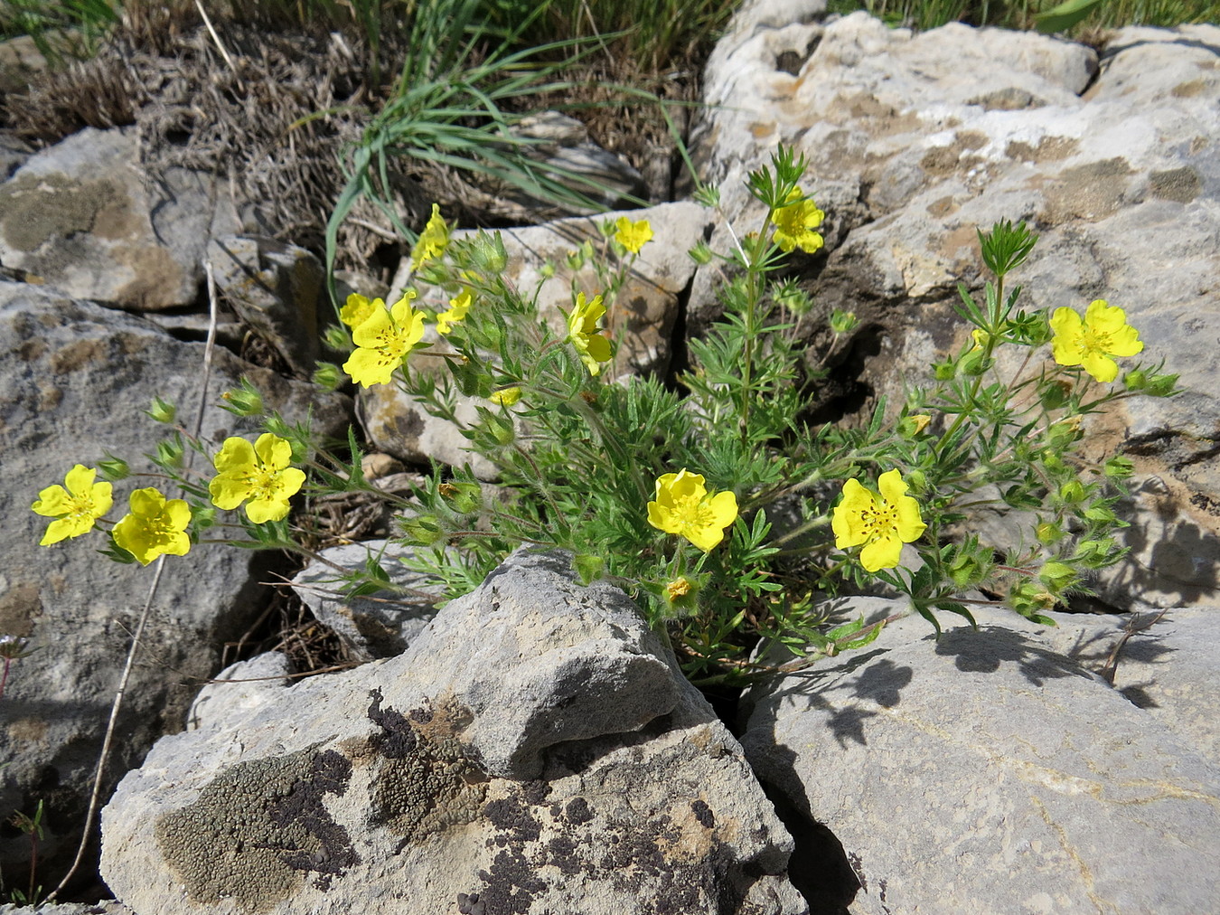 Image of Potentilla soongorica specimen.