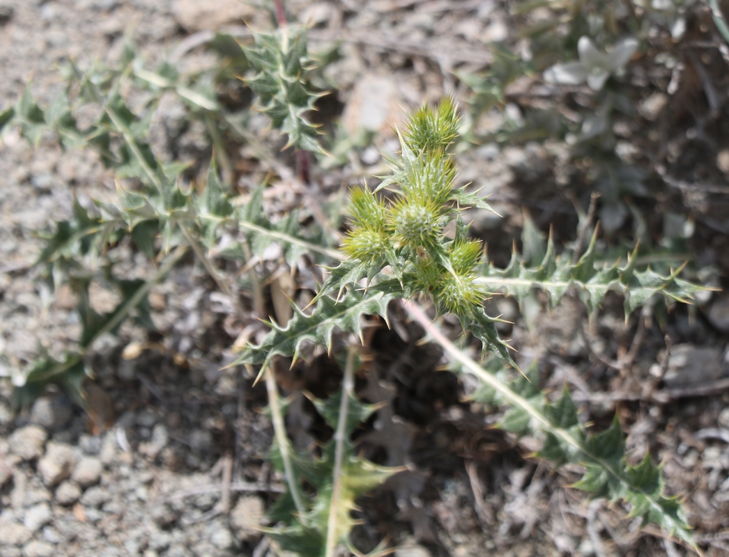 Изображение особи род Cirsium.