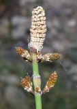 Equisetum ramosissimum. Верхушка побега со стробилами. Узбекистан, Андижанская обл. Ходжаабадский р-н, окр. г. Ходжаабад, левый берег канала Шахрихансая, глинисто-каменистая почва. 06.07.2023.