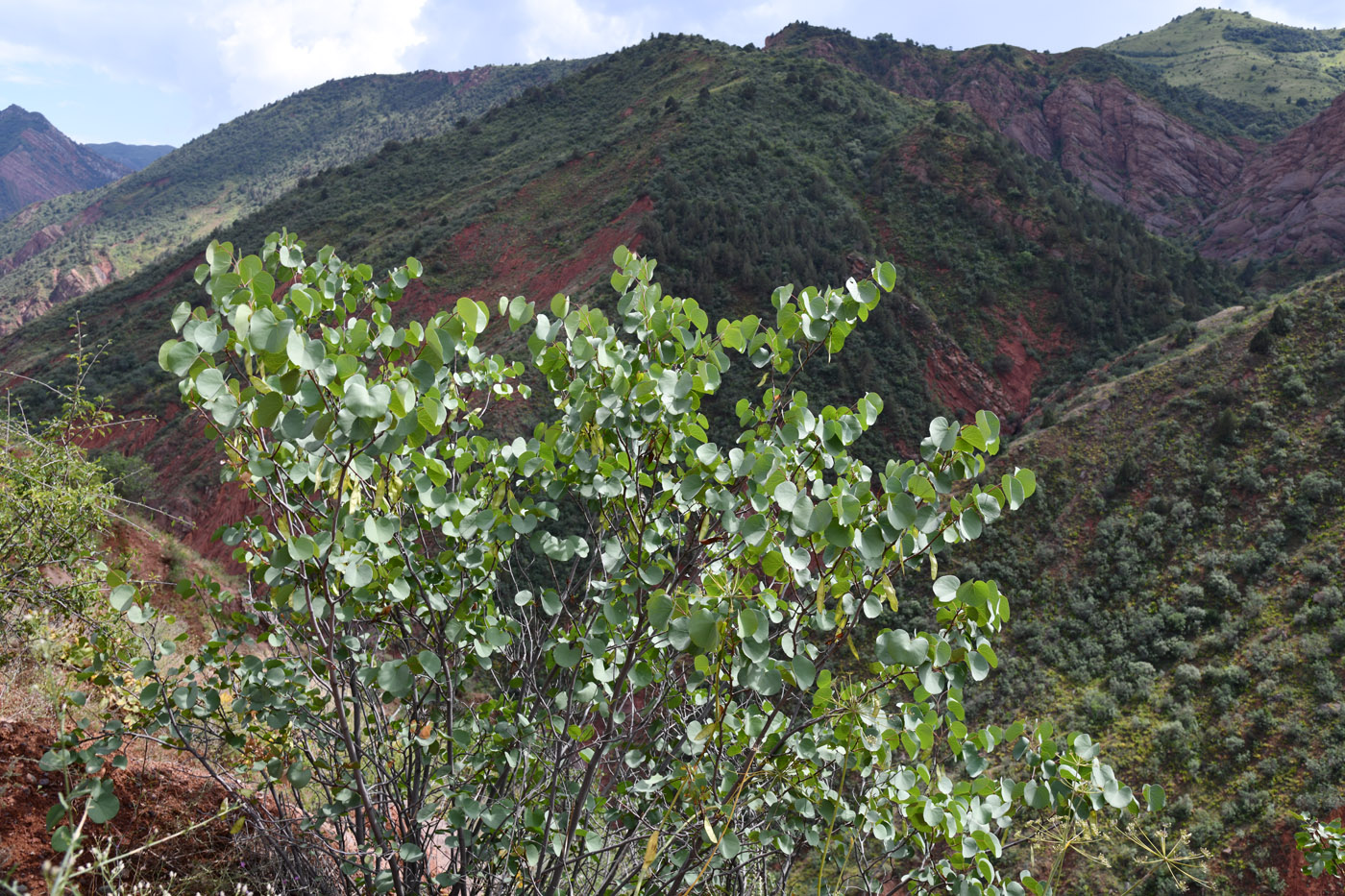 Image of Cercis griffithii specimen.