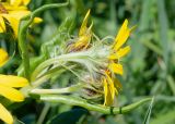 Senecio pseudoarnica. Обёртка корзинки. Камчатский край, Елизовский р-н, берег Авачинского залива, Халактырский пляж, луг. 08.08.2024.